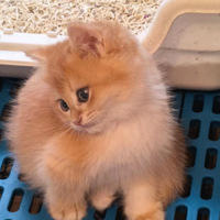 ����̳�����ֲݵ���װů��Ƭ�Ѱ���