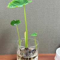 ���˵���ֲ�������������ֲ�������ֲ�������