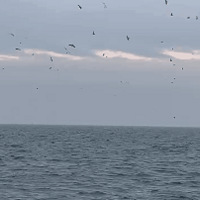 ̫ȣ޵ȻԿ㣬湥գ