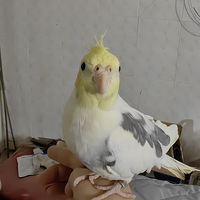 ɷûõҪ