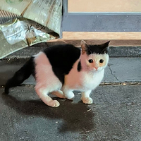 èƴ