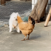 شĹѳסˡɴgai