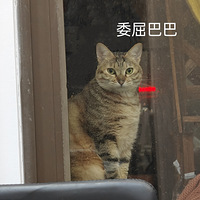 ��԰è�������óɳ���