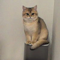 ôèèˮ