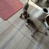 ë꣬ӿԱˣǸèë