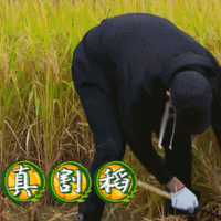 ԡӡͷ͹ӵ꣬˳
