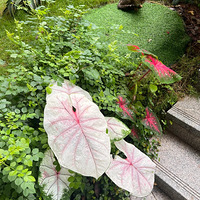 ڵ̻Ҳ̫ÿ˰ɣôסzui