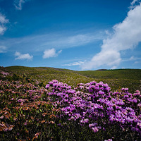 ����-���껨ʢ���ļ���