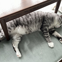 ʺ˯