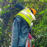 ������ĸɽɭ�ֹ�԰��÷���ˣ�500���ѳԣ�