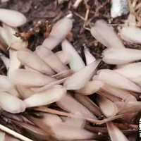 �����س��֡���ˮ�ꡱ������ɶ���к���ר�������