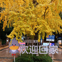 콭ǵ