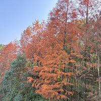 山ɭ