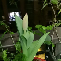 建桥琅樾，春天到花常在