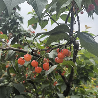 ժӣ