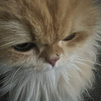 عè