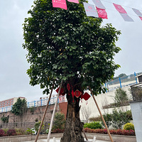 重庆二十九中红岩村校区探校