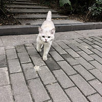 ܵ