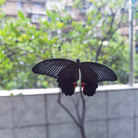 룩ˣë棡
