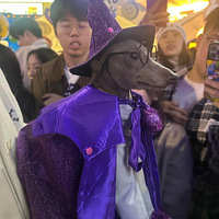 Ҳû˸˵ʥڿɡٹҹС