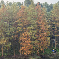 �����ó�ȥż��