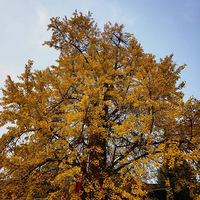 ���Թ�����������δ����