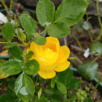 ���˻����2�ź��ˮ�顣