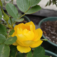 �廨ƿ�������ҲƯ����