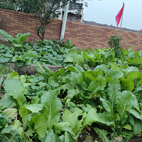 ¥���Ĳ˺���ι�ļ�Ѽ