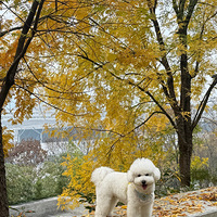 ��չ��԰���ʺ��޹�������Ũ