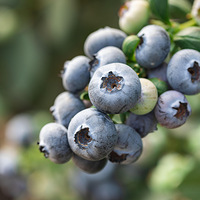 ����ɽ������ݮ���Դ����㣬�����ʵ�������ൽҧ�������ƸС���