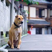 �����ɽ������������ζ�ġ�