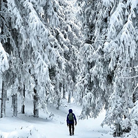 16��ѩͽ������������