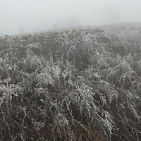 Ԫ�������ջ�ѩ�ļž���һ��ˮ�ı�͸��һ���ǵļ���