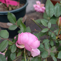 �ֿ���һ��