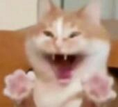 ʵ̽����èè��԰������ƽ������ֻСè�������ϰ���˶��������