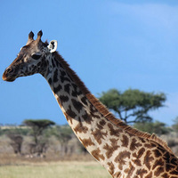 ������̸һ�������������������Ů���У�