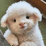 ��115ֵ���� ѩ�зɶ�ͯ���޷�94.9��̩����˹��ͯ��������Ь78