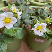 ����ɣ�����������