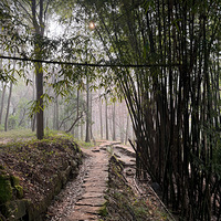 ������ɭ��Ҫ������