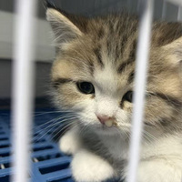 �������������è��֧����ʮֻ������è���ȡ�