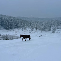 ����������ѩ�̶�ѩ�˻�ѩ