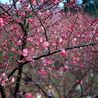 ��ĩȥ�׹������Ҷ�ɹ̫��