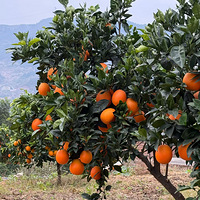 ��Ͽǧ�깱��������#��ժ�ַ�#������#��������άC����վ