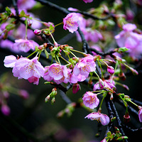 ȥֲ��԰���紺ʢ���Ļ���