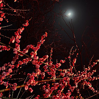 ҹ������ɽ�̼���