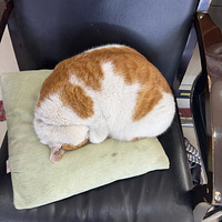 ��һ�μ�è������˯��