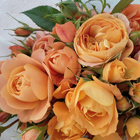 ��ʽ�����Ļ������ˣ����ˣ�