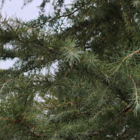 ���߸�������