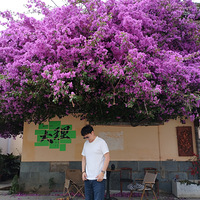 ���״��ڵ�